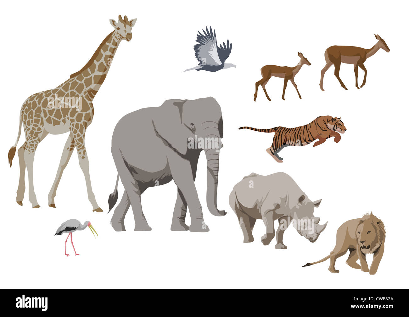 Wild Animals On White Background Stock Photo - Alamy