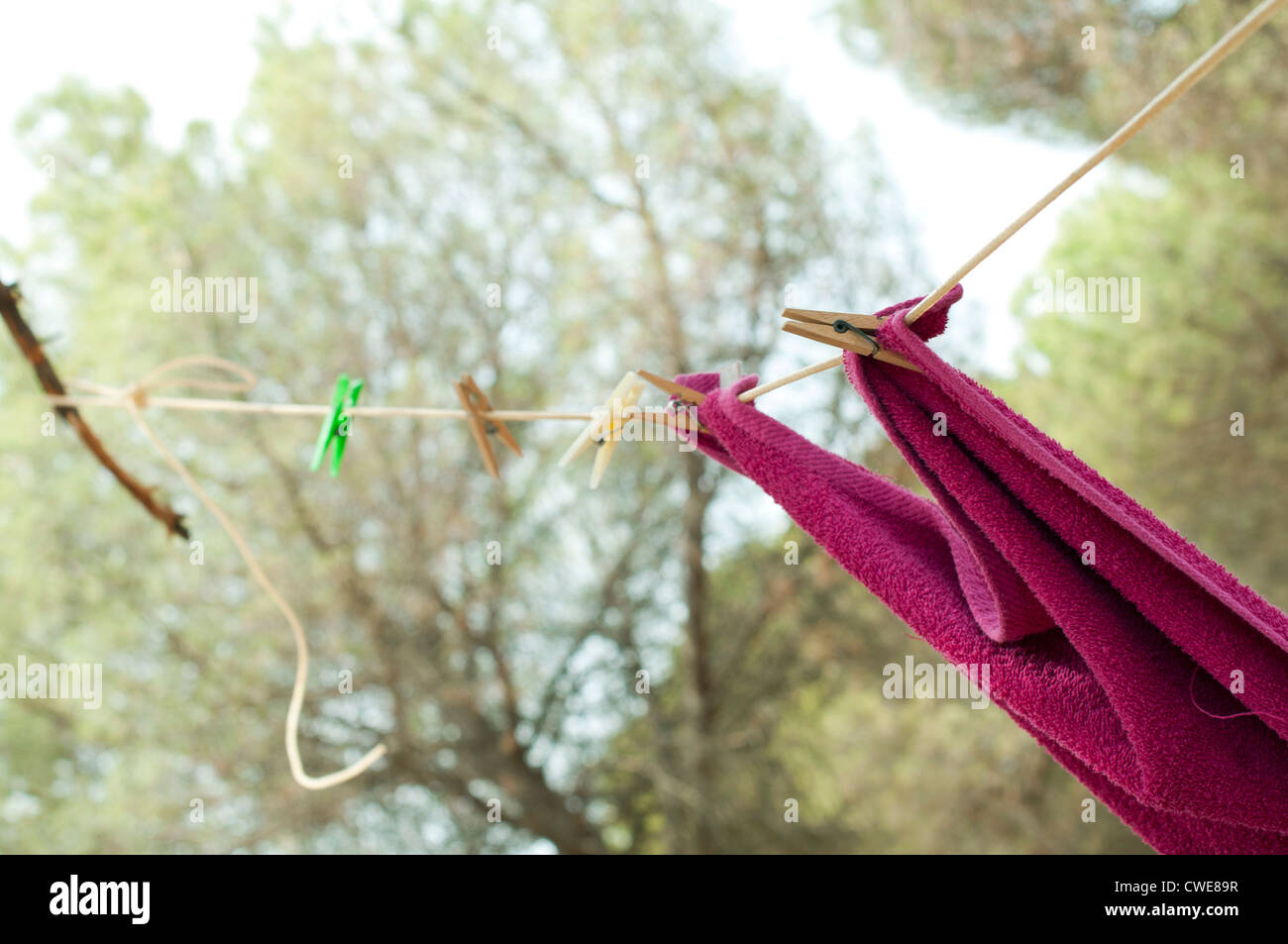 Clothes dryer on tree branch. Forest camping Stock Photo Alamy