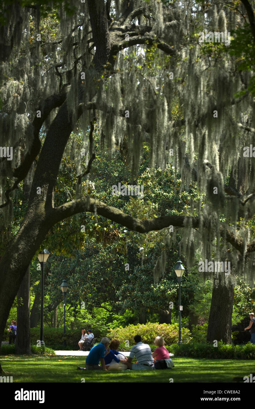 Spanish Moss On Oak Trees Forsyth Park Black & White Wall Art. Savannah ...