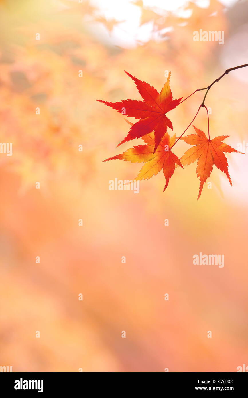 Red Maple Leaves, Autumn Stock Photo