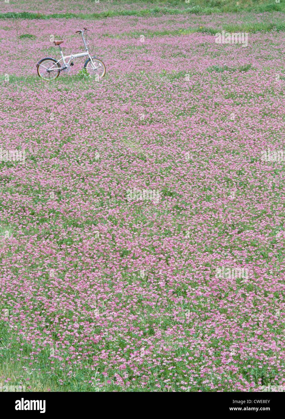 Bicycle In Flower Bed Stock Photo Alamy