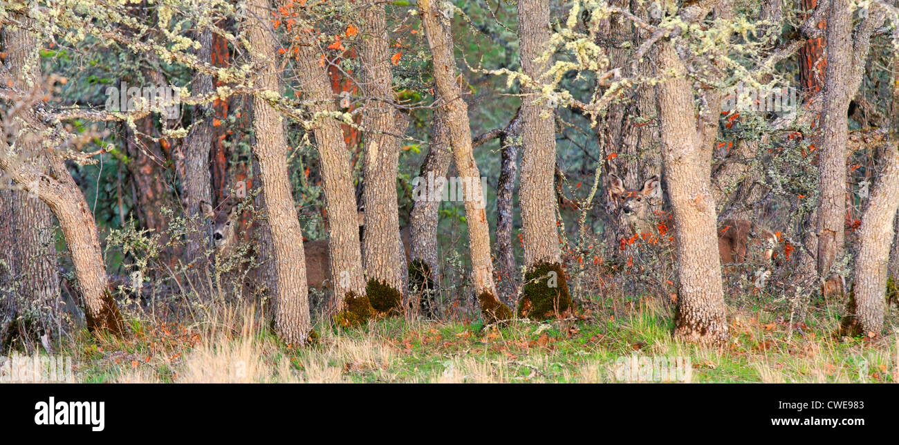 39,909.09502 Three 3 almost invisible mule deer hiding in a colorful deciduous oak tree forest at meadow's edge. Stock Photo