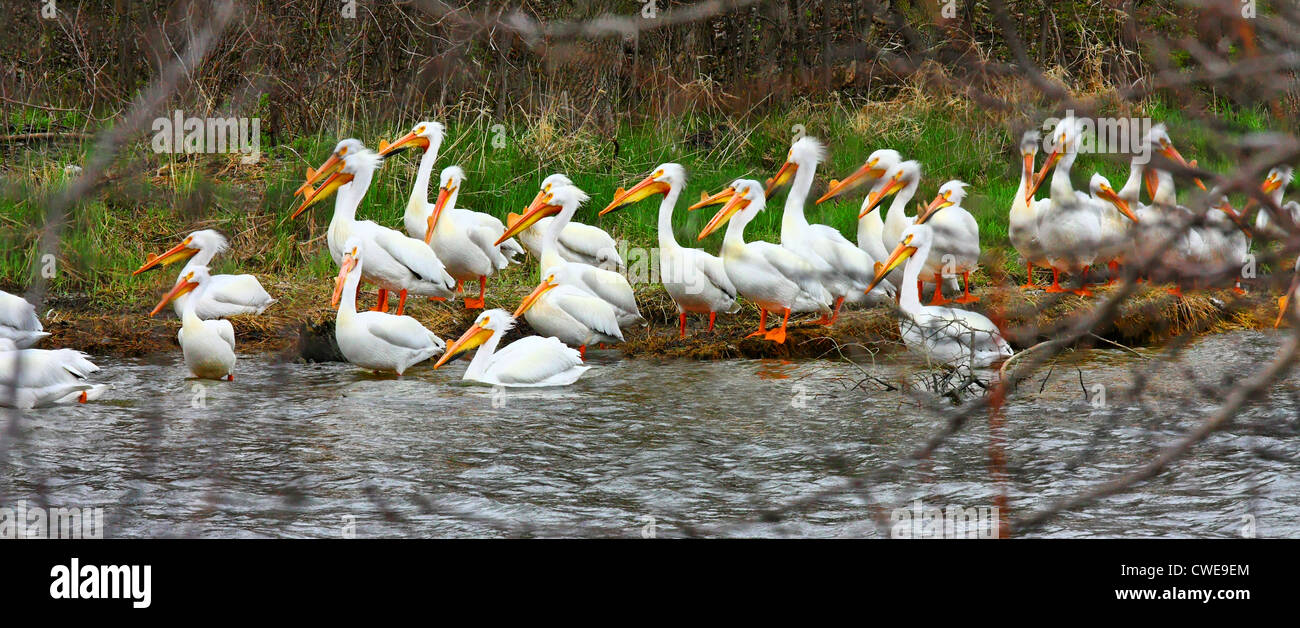 40,664.05714 Flock of beautiful American White Pelicans (Pelecanus erythrorhynchos) standing on shore by water, water birds Pelecaniformes Pelecanidae Stock Photo