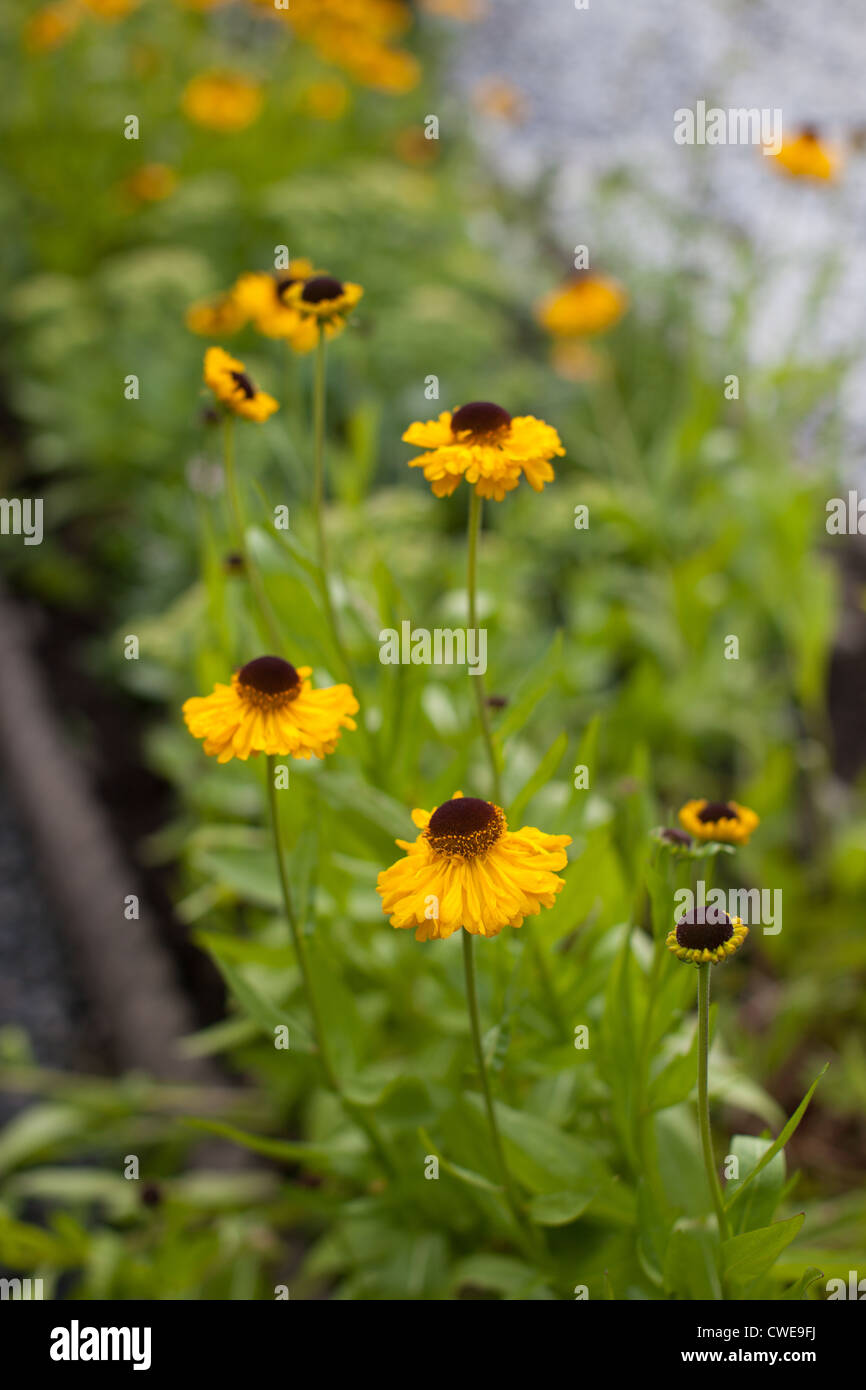 yellow flowers with long stems Stock Photo Alamy