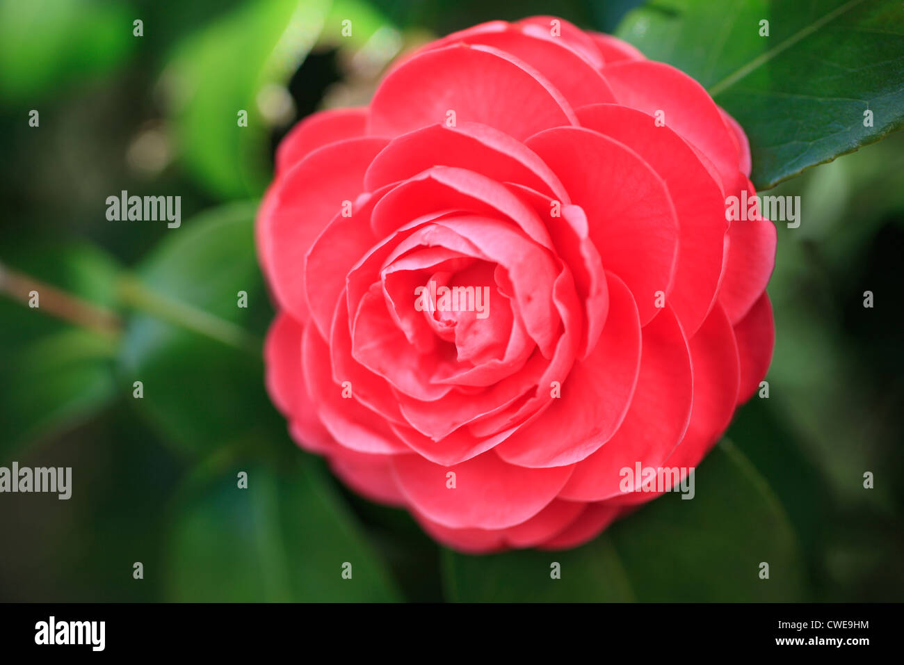 Close-Up View Of Red Camellia Stock Photo