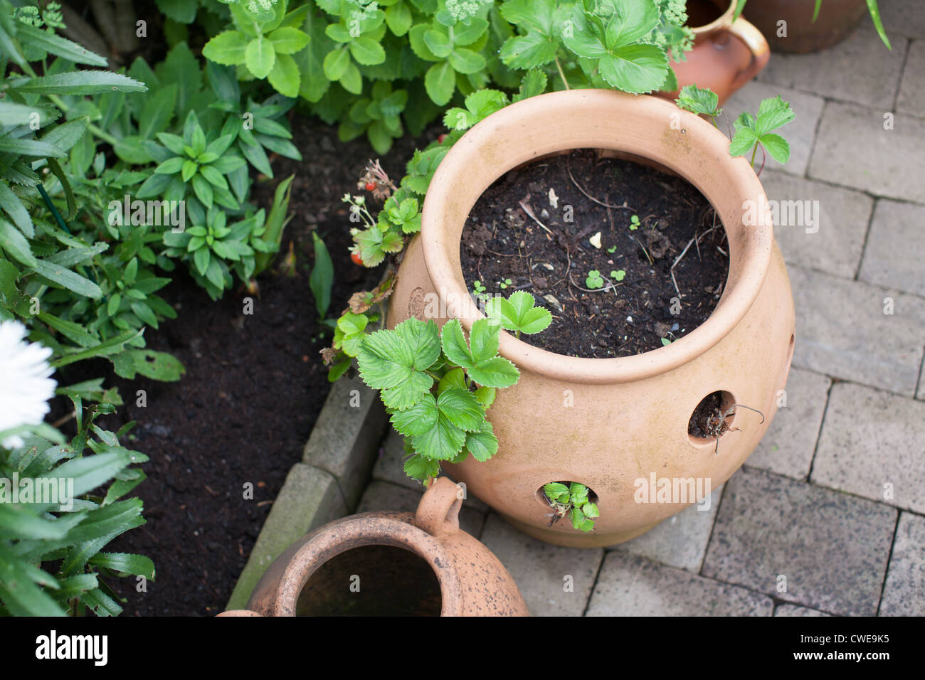 Terracotta strawberry pot hires stock photography and images Alamy
