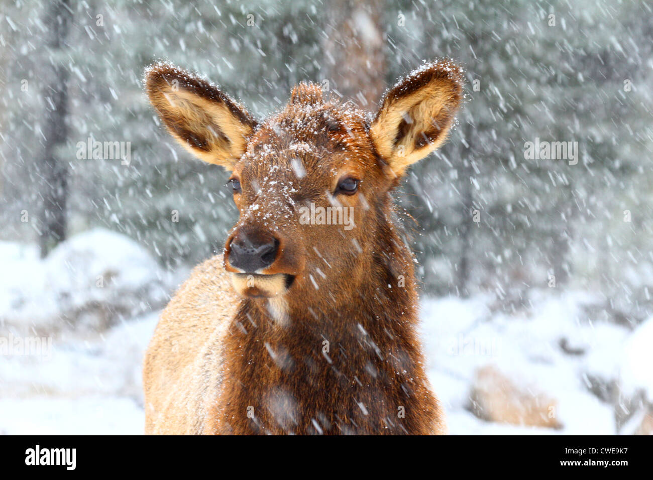 40,933.06473 Young elk (Cervus elaphus) standing in a forested area in a heavy winter snowstorm, staring alertly off into the distance. Stock Photo