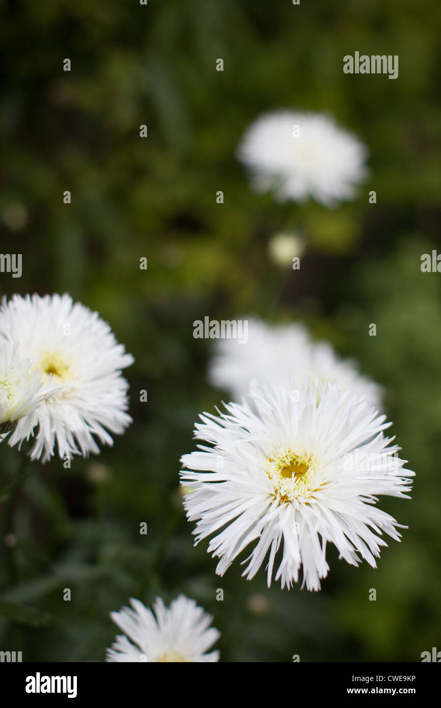 white spiky flower Stock Photo Alamy
