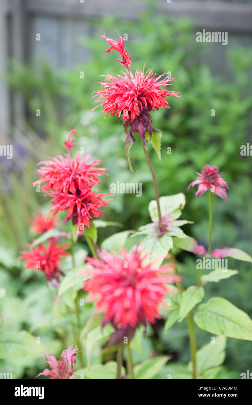 Spiky red flowers with green leaves Stock Photo