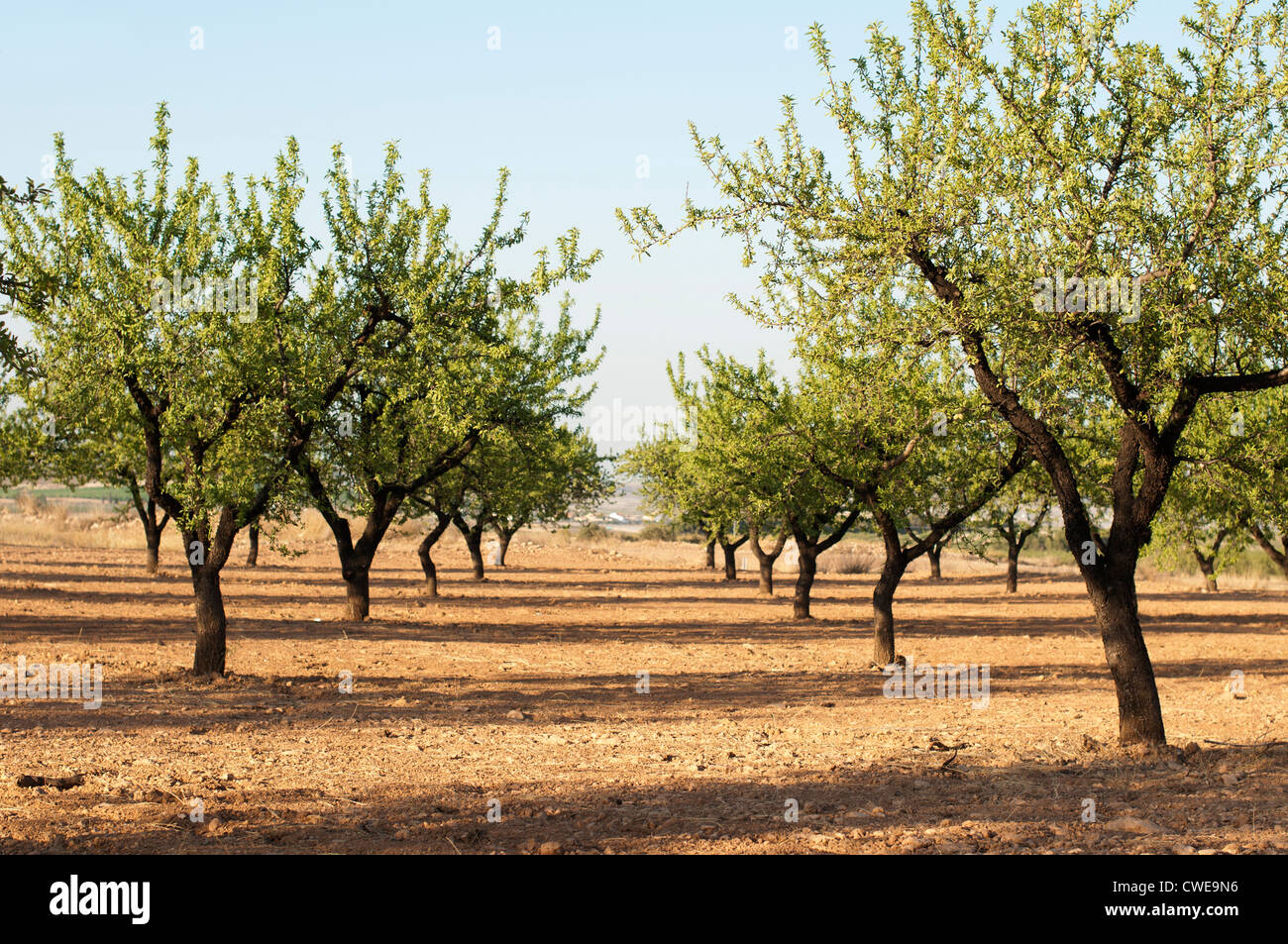 Almond plantation trees. Blue sky Stock Photo