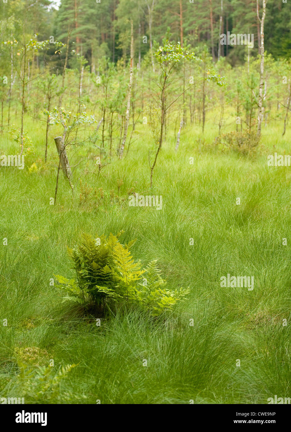 Green swamp trees grass hi-res stock photography and images - Alamy