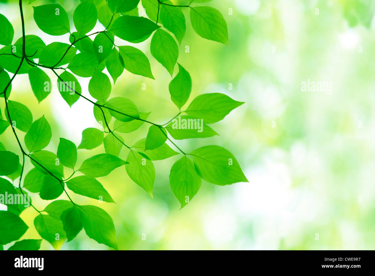 Bright Green Leaves With Blur Background Stock Photo - Alamy