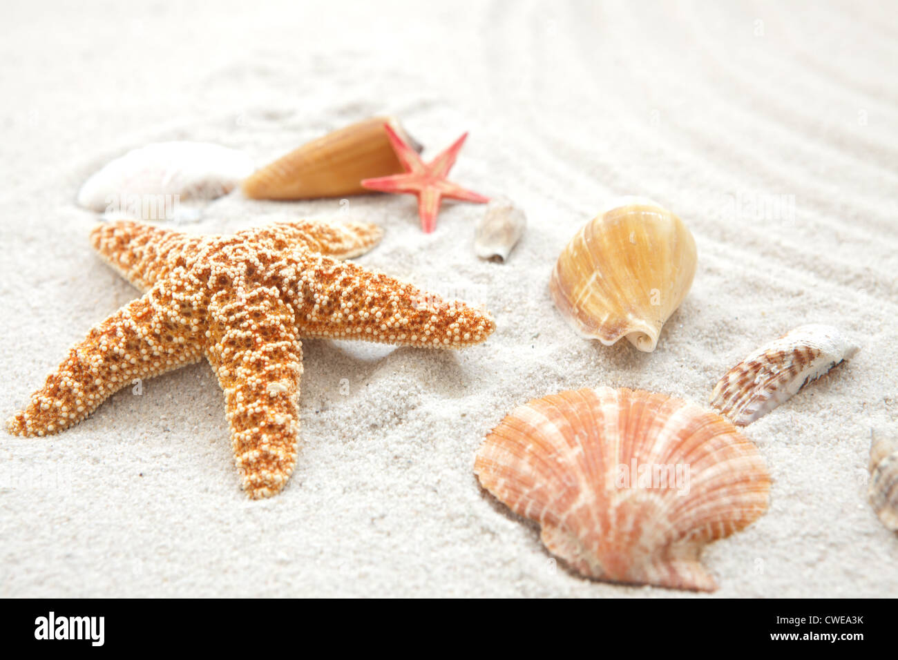 Seashell and starfish on sand Stock Photo