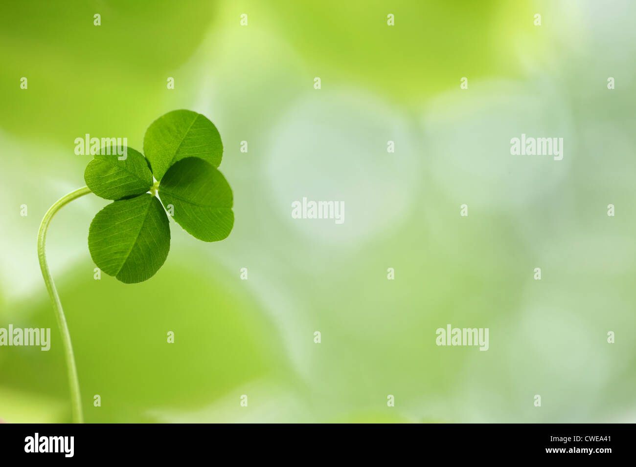 Four Leaf Clover Background Images – Browse 50,952 Stock Photos