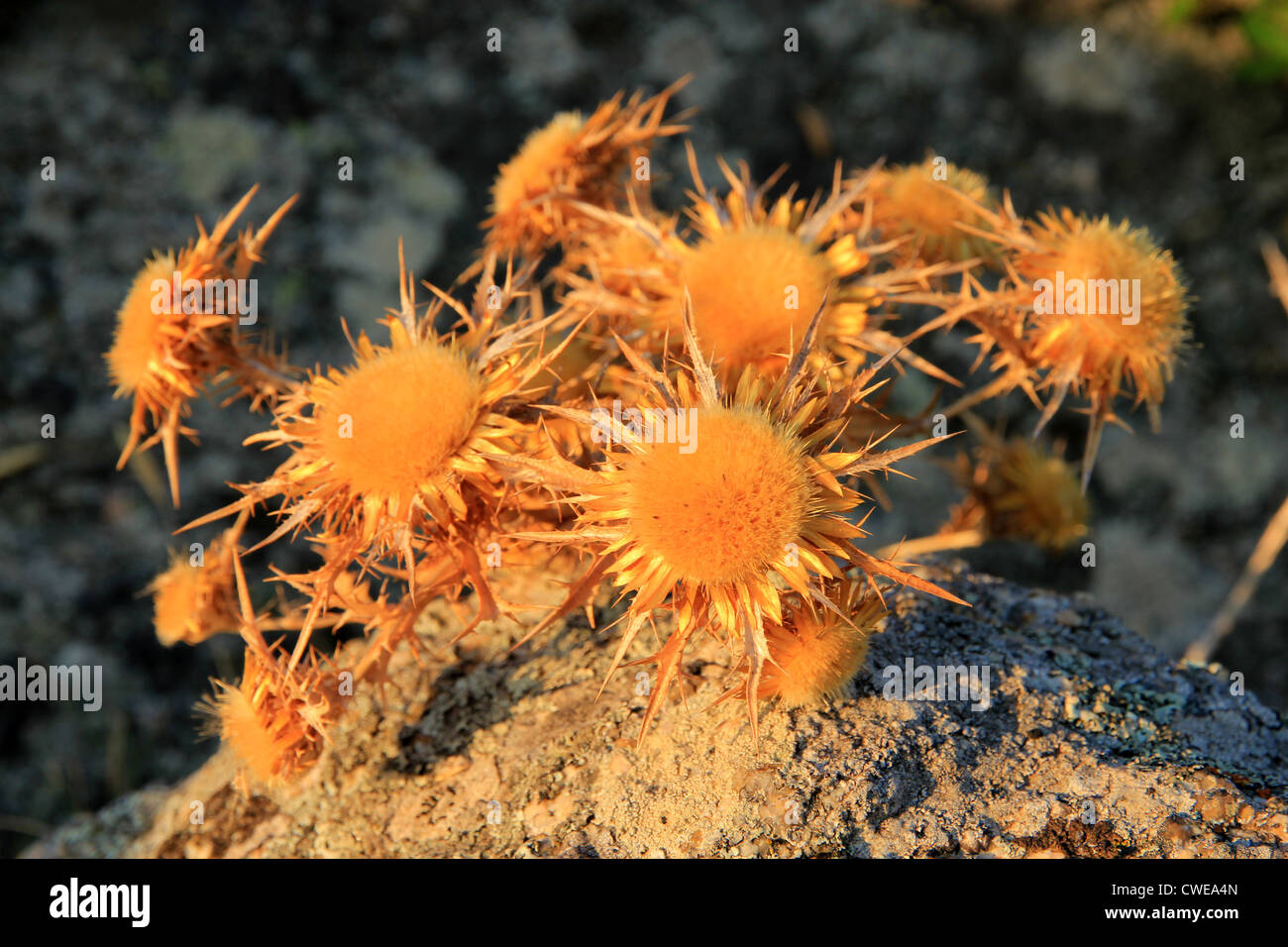 dried daisies on granite rocks, Sardinia, Italy Stock Photo
