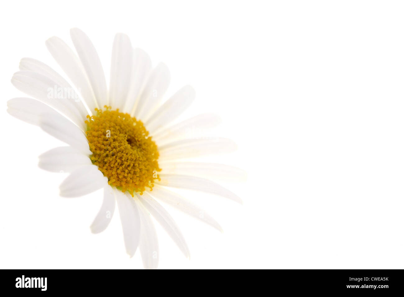 Close-Up Of White Daisy Stock Photo