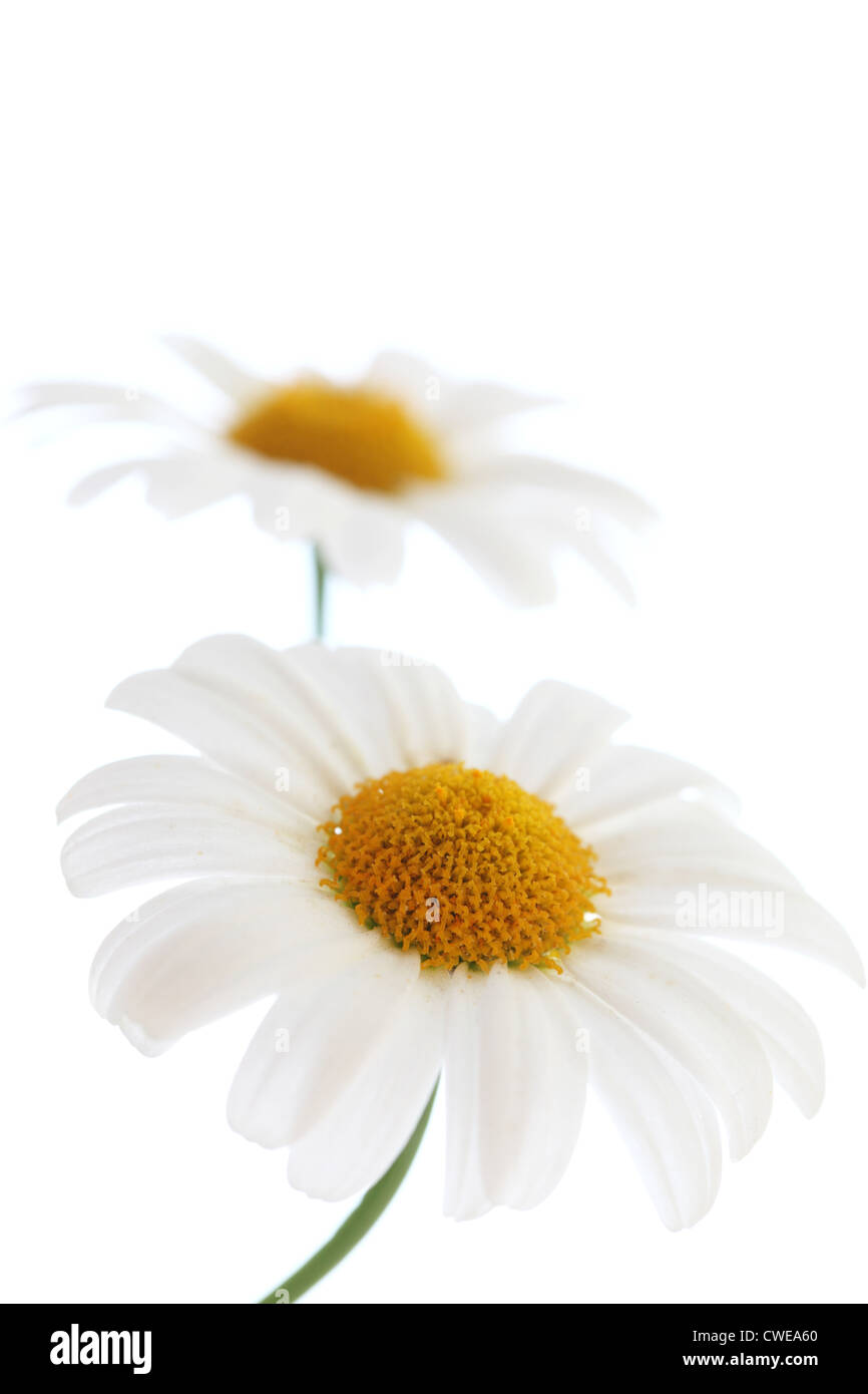 Close-Up Of White Daisy Stock Photo