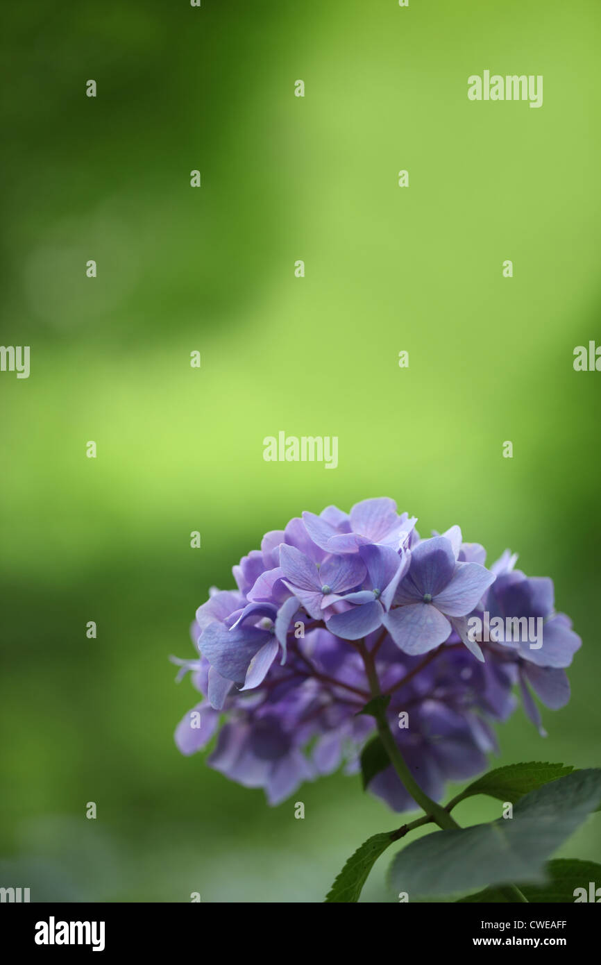 Purple Hydrangea Flowers Stock Photo - Alamy