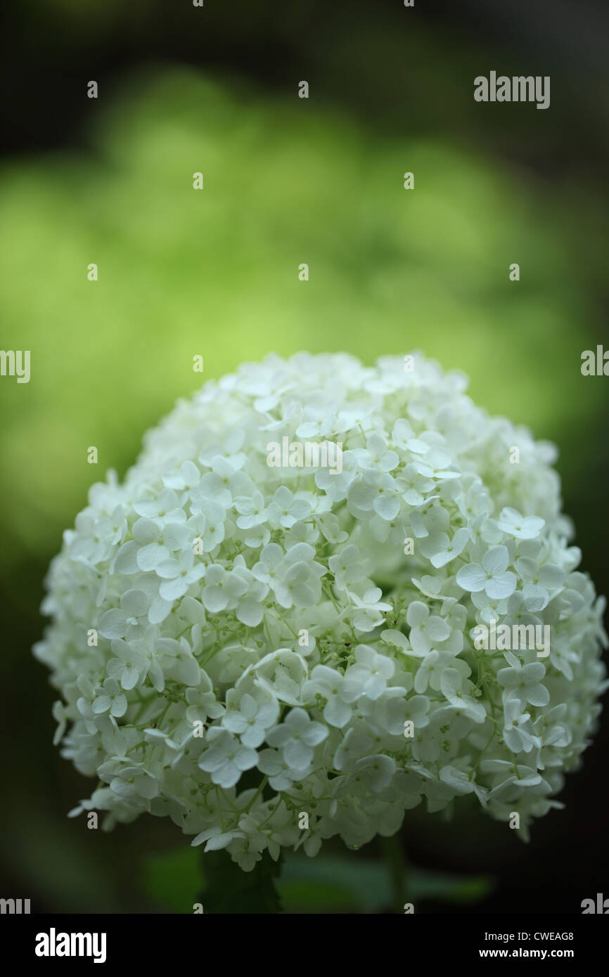 White hydrangea hi-res stock photography and images - Alamy