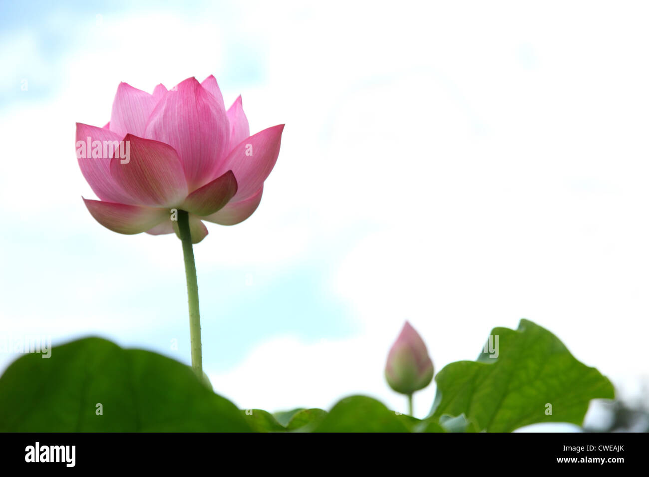 Fresh Lotus Flower Stock Photo Alamy