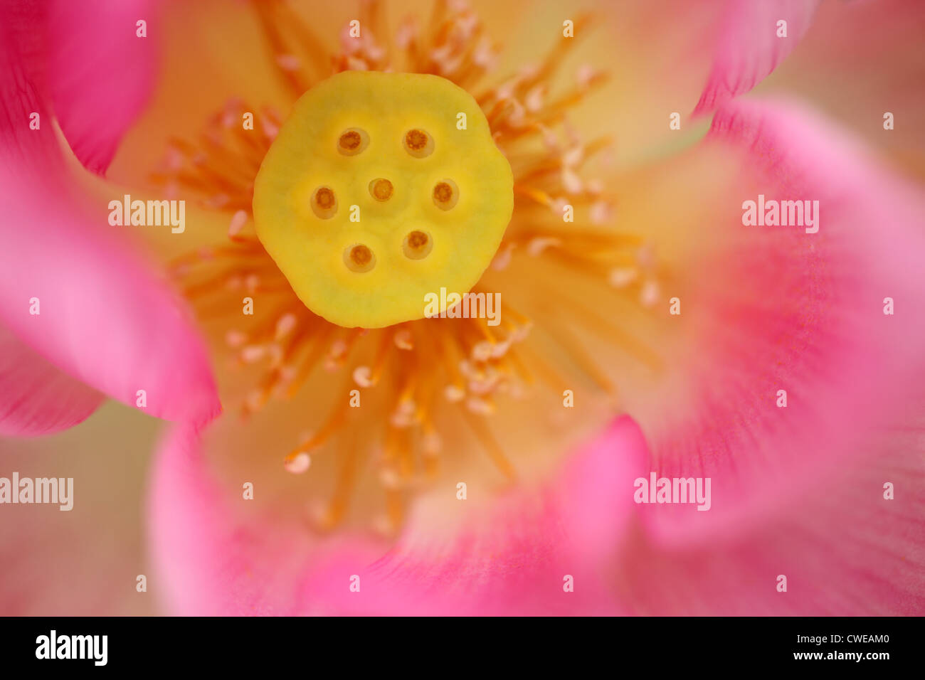 Pink Flower, Close-Up, Macro Image Stock Photo