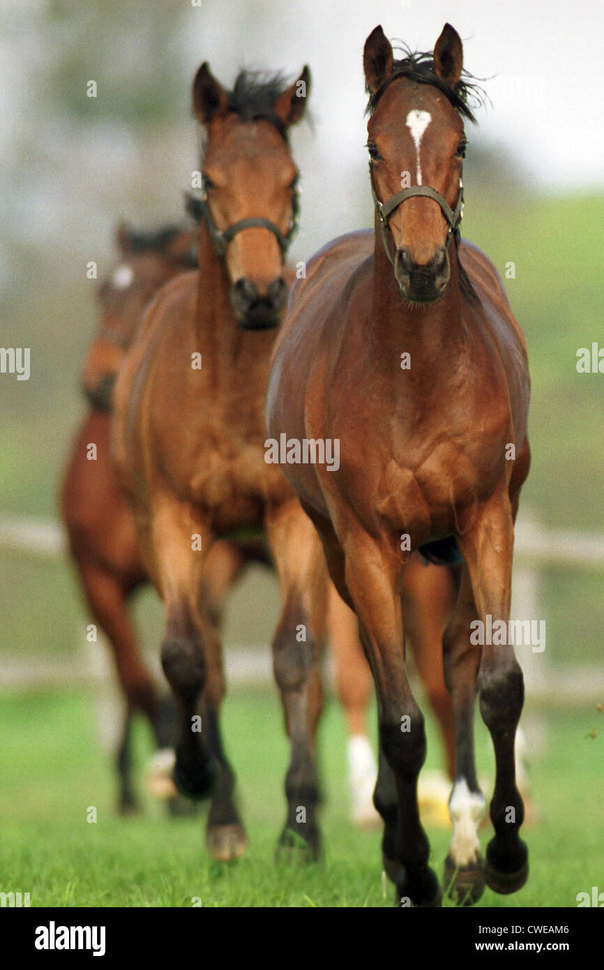 Görlsdorf, horses galloping in the pasture Stock Photo