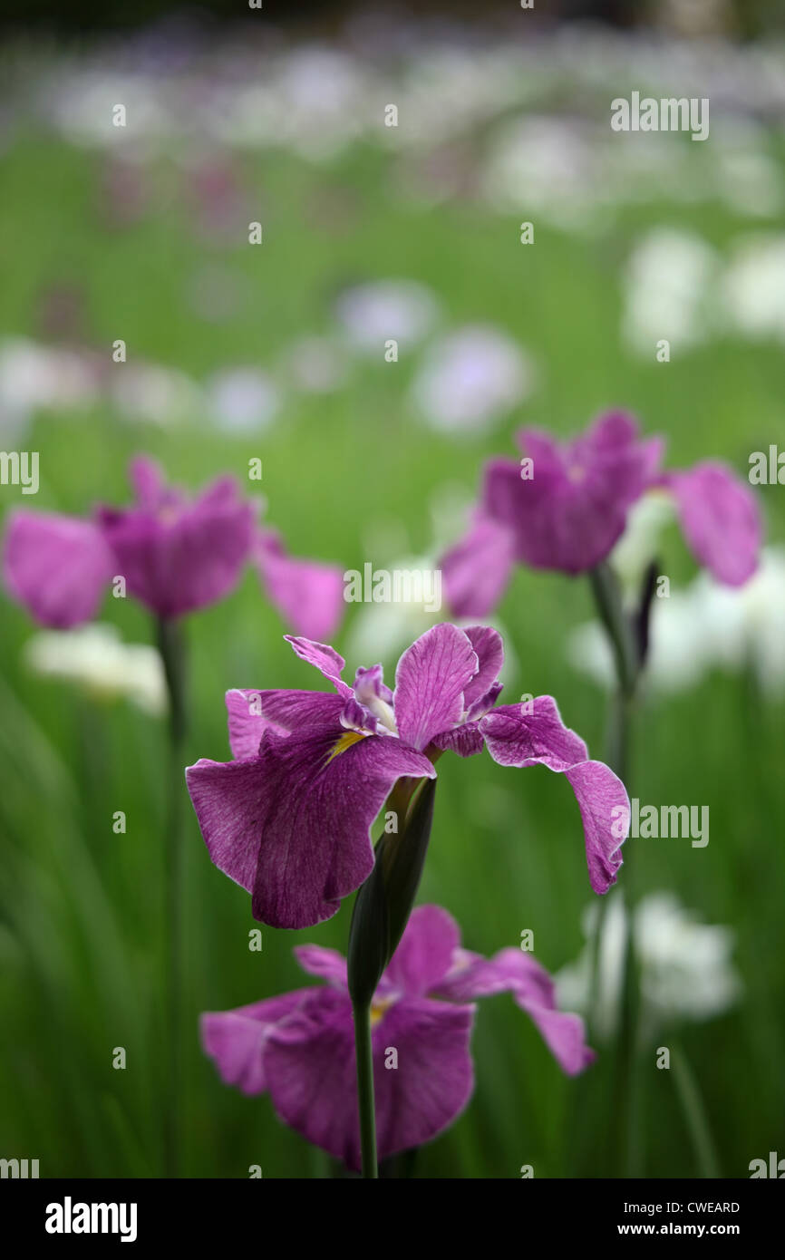 Purple Flowers In Field Stock Photo - Alamy