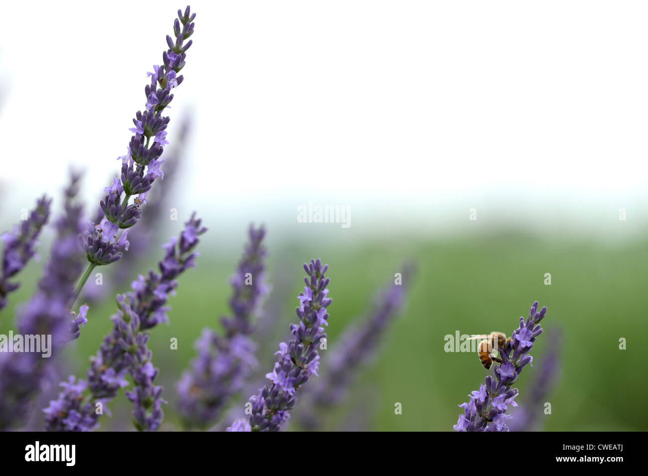 Purple Flowers In Field Stock Photo - Alamy