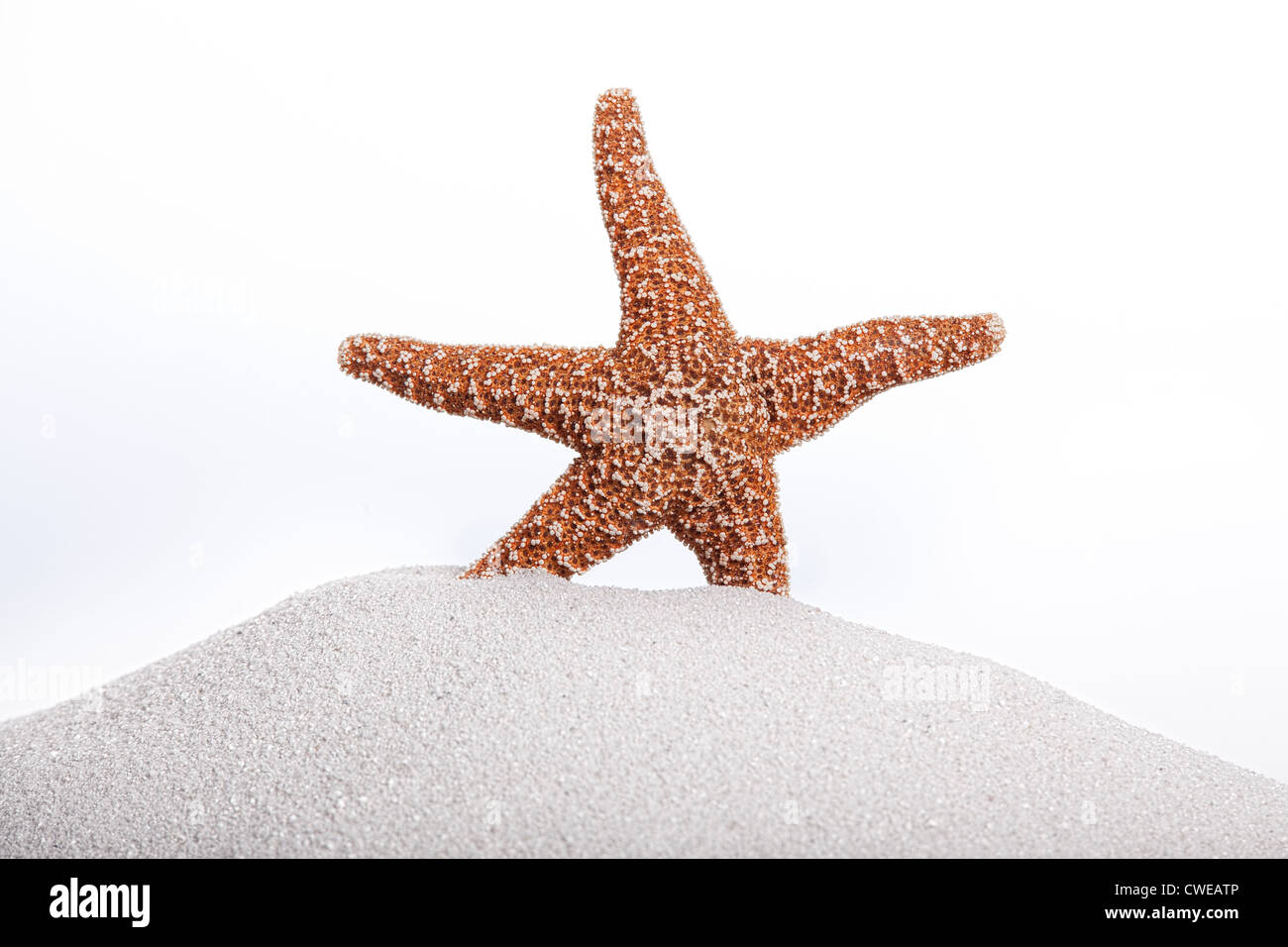 starfish on sand Stock Photo