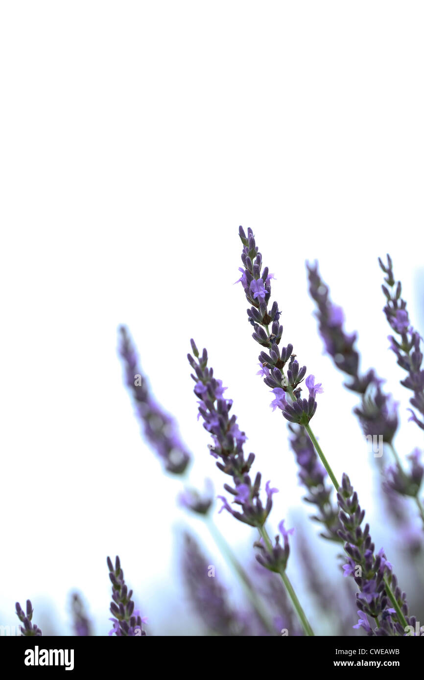 Purple Flowers In Field Stock Photo - Alamy