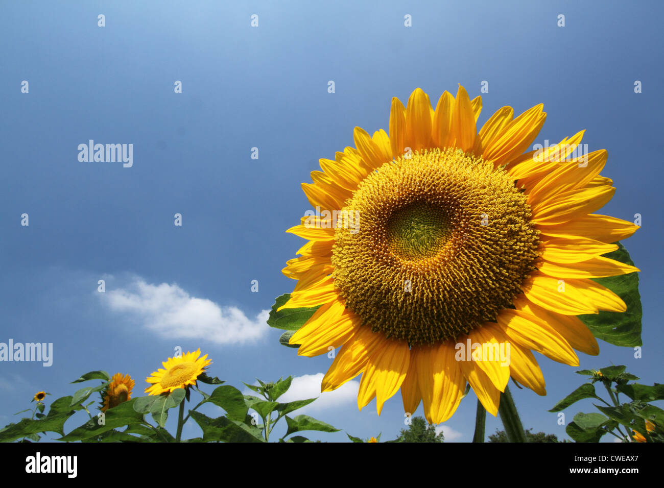 Sunflower field from sky hi res stock photography and images Alamy