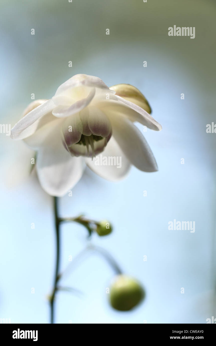 Close up view new white hi-res stock photography and images - Alamy