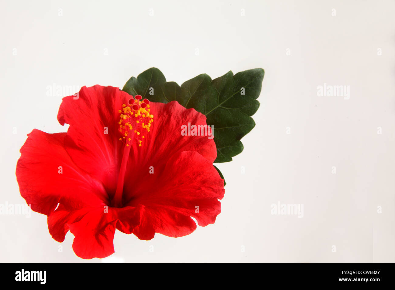 Red Hibiscus On White Background Stock Photo - Alamy