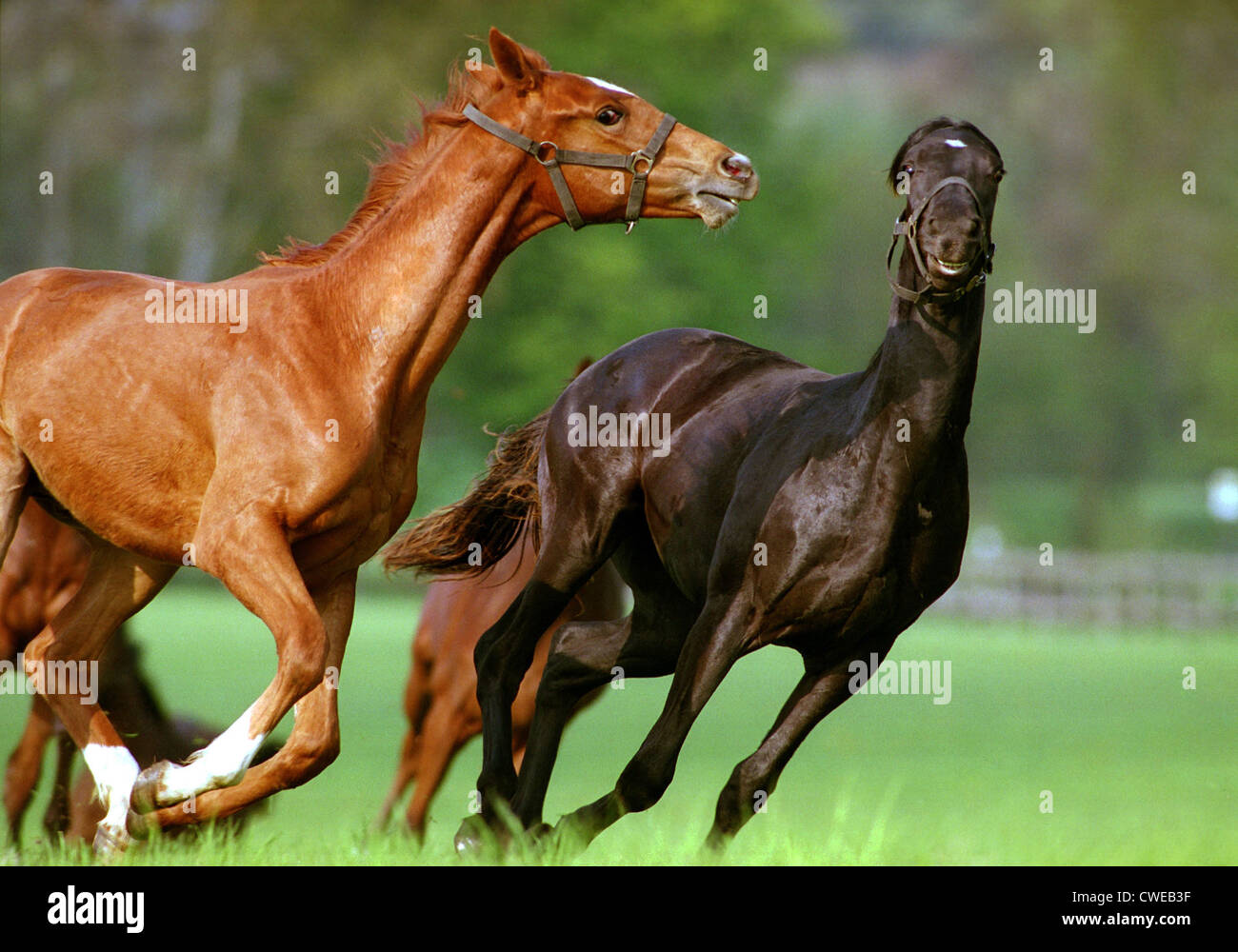 Görlsdorf, Young Stallions gallop on pasture Stock Photo
