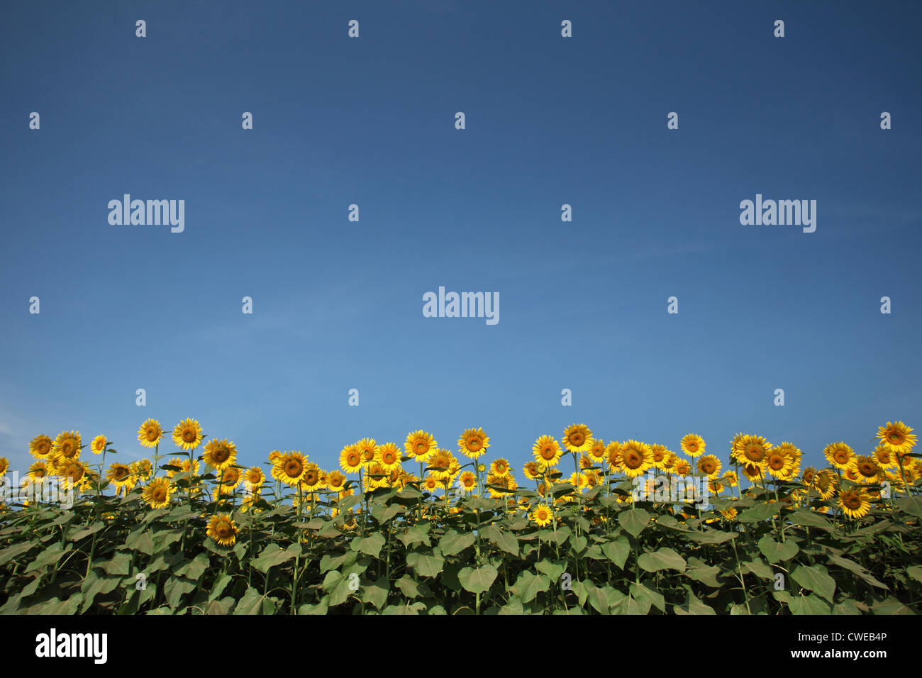 Sunflowers Against Blue Sky, Copy Space Stock Photo - Alamy