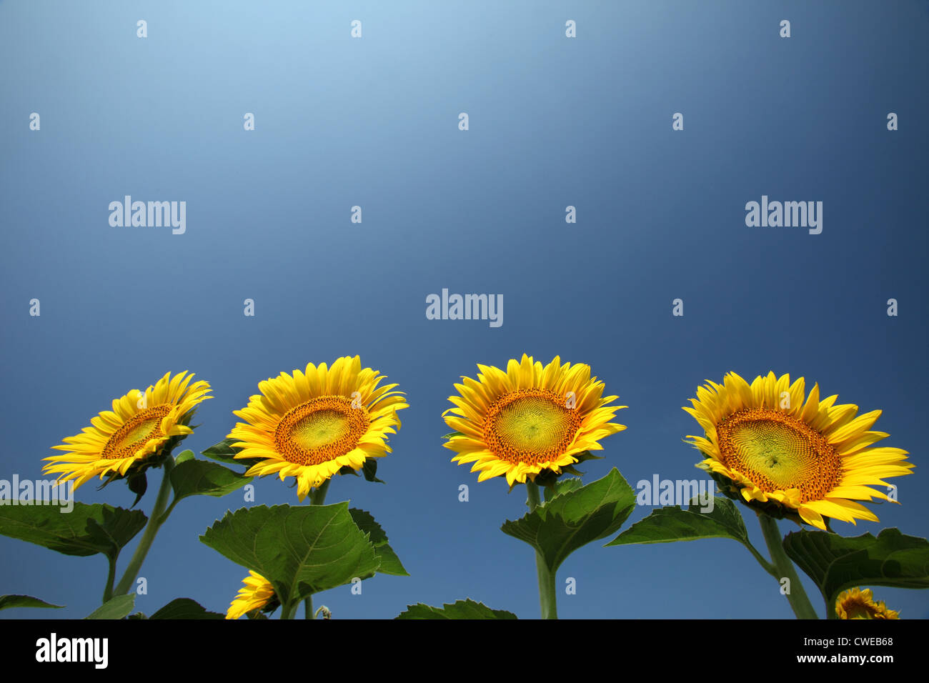 Environment sunflowers hi-res stock photography and images - Alamy