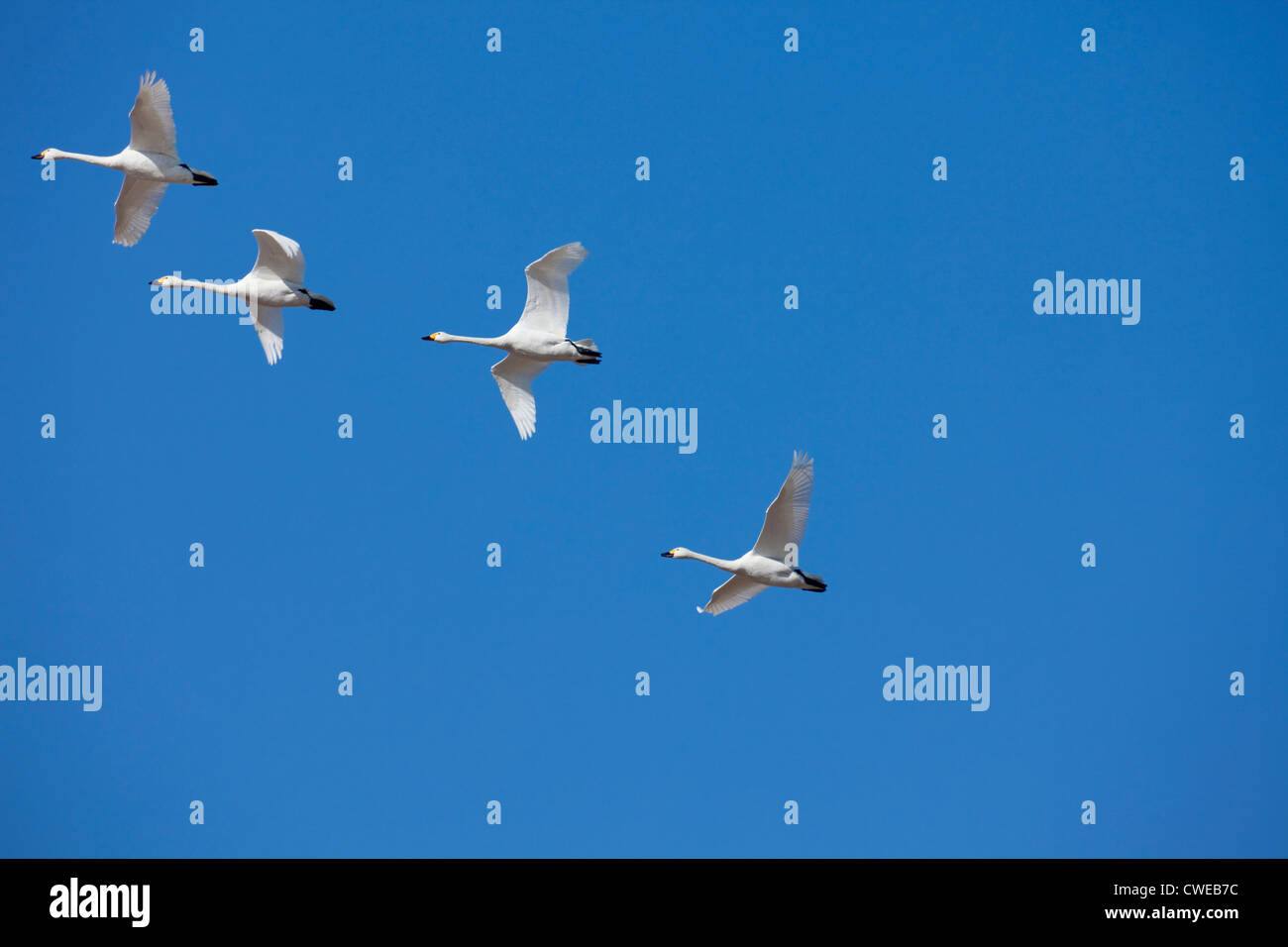 Group Of Birds Flying In Sky Stock Photo Alamy