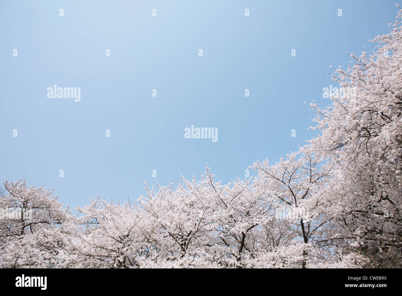 Cherry Blossom Trees Stock Photo