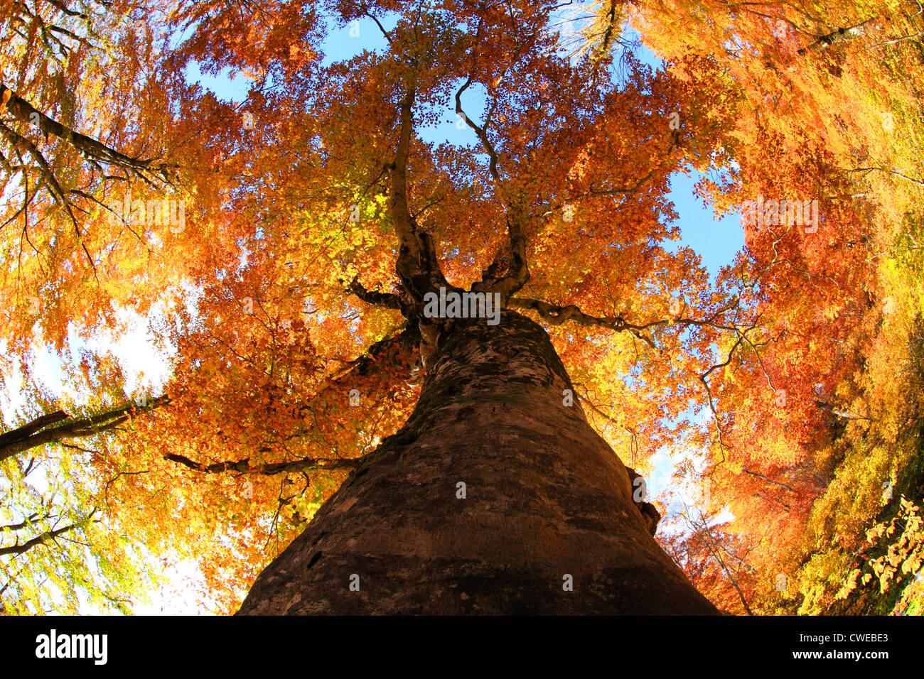 Large Tree In Autumn Stock Photo