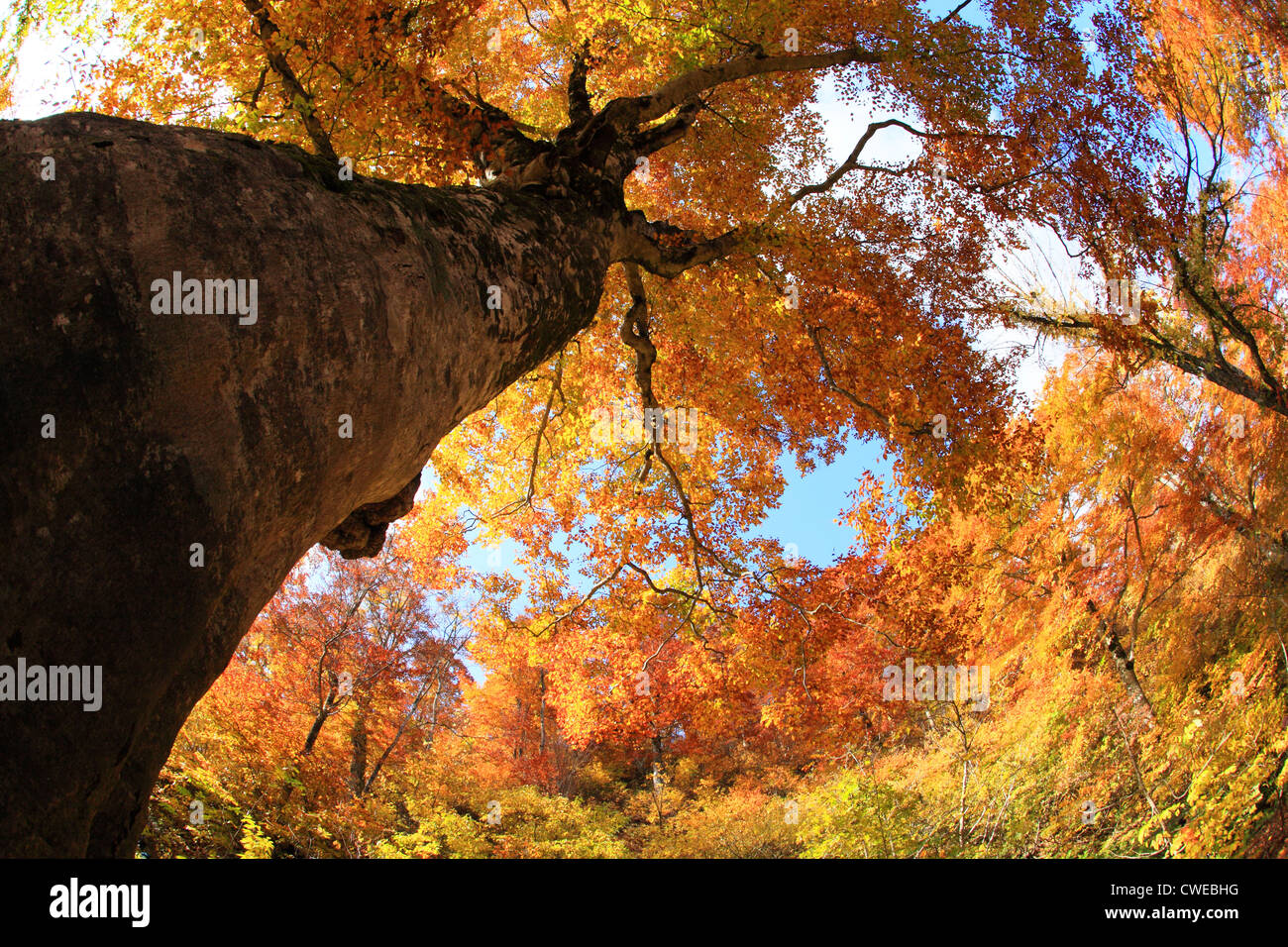 Large Tree In Autumn Stock Photo