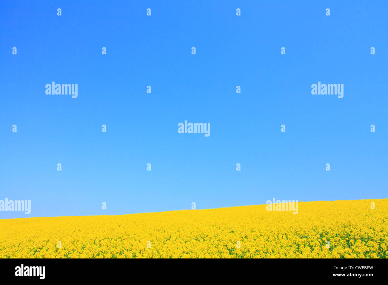 Mustard Field Against Clear Sky, Copy Space Stock Photo