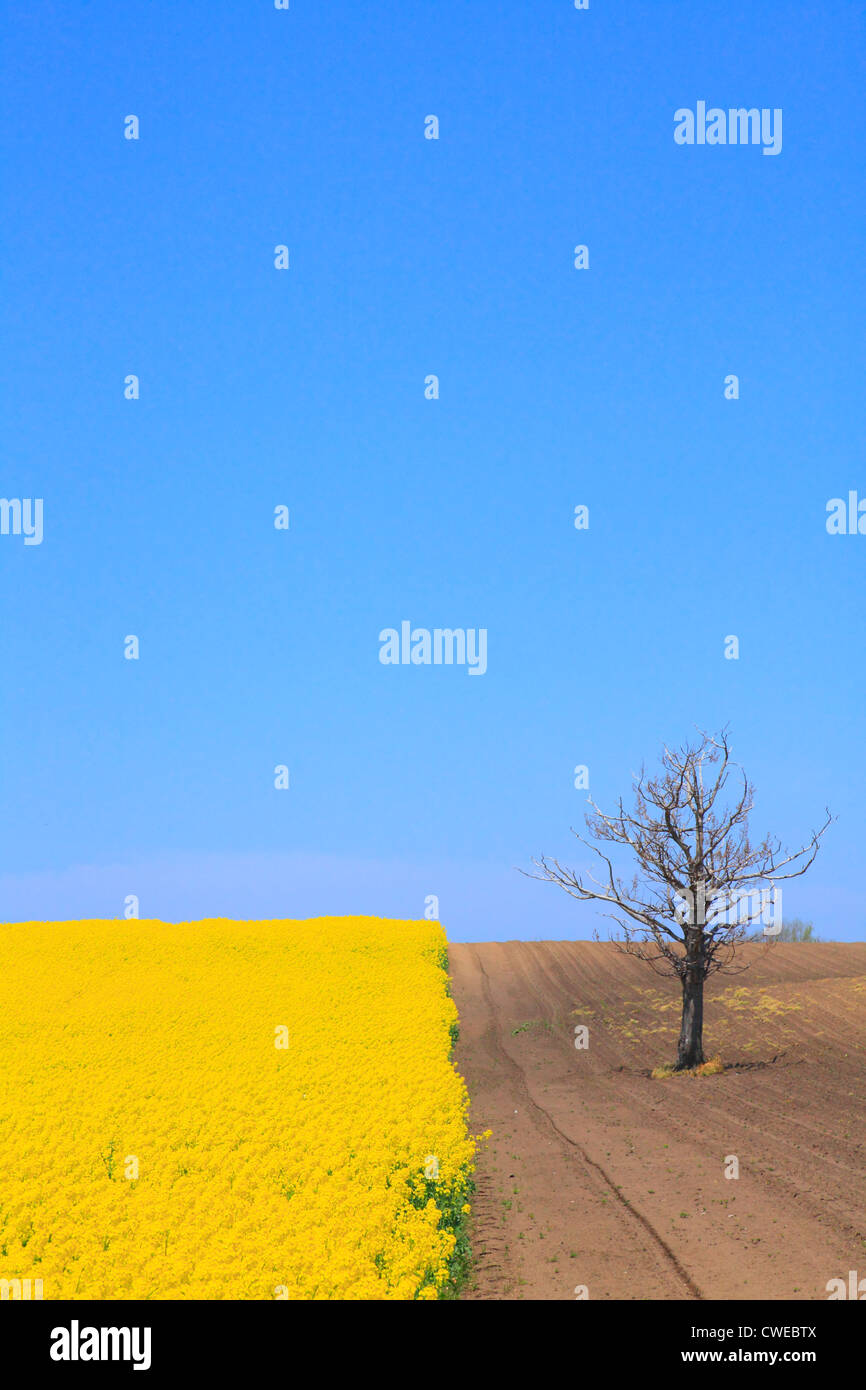 Mustard Field And Cultivated Land Against Clear Sky Stock Photo
