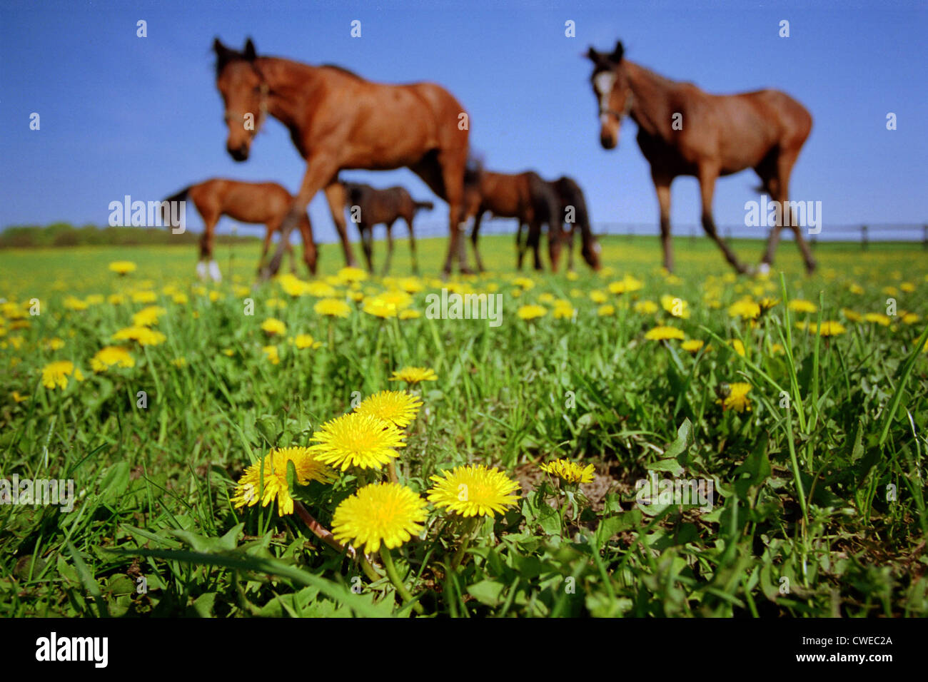 Görlsdorf, horses grazing Stock Photo