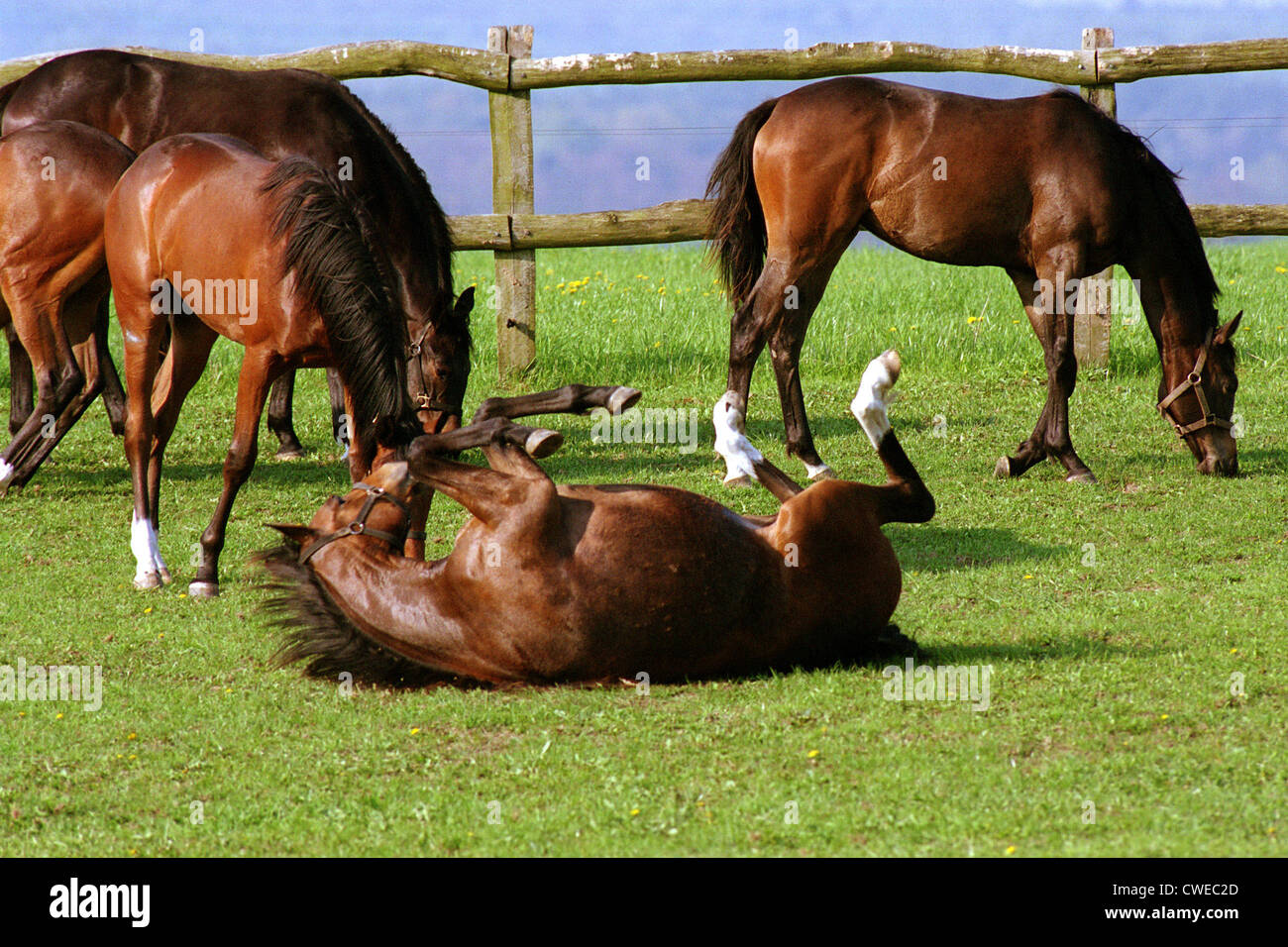 Görlsdorf, a horse rolling on the pasture Stock Photo