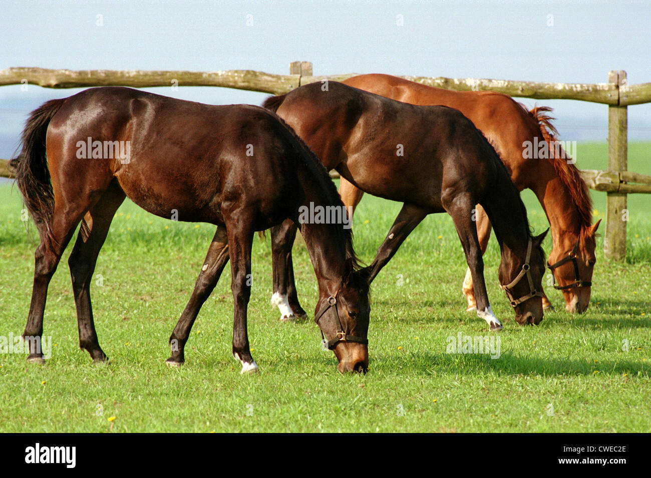 Görlsdorf, horses grazing in pasture Stock Photo
