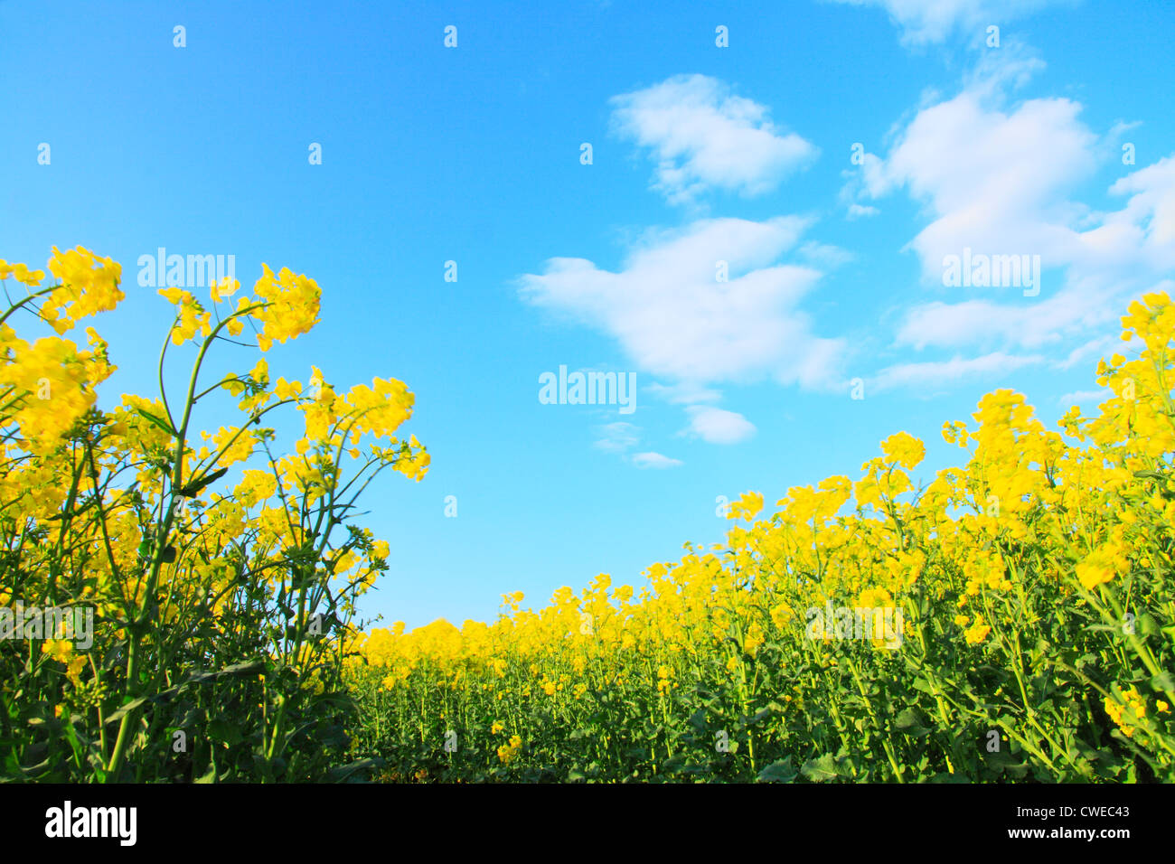 Mustard Field And Blue Sky In Background Stock Photo