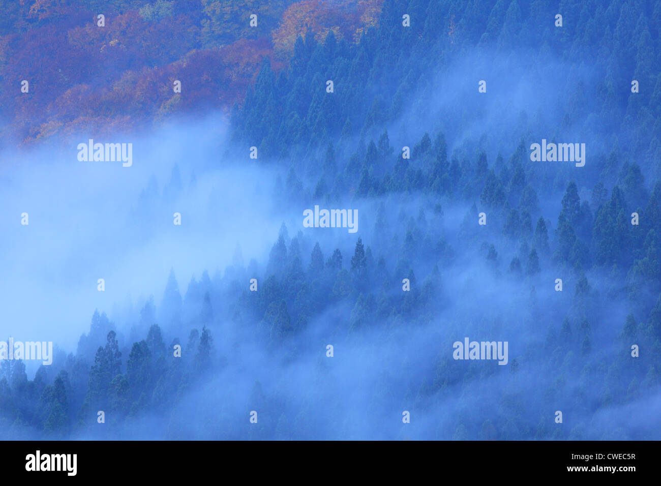 Fog Rising From Lush Forest, Treetop Stock Photo