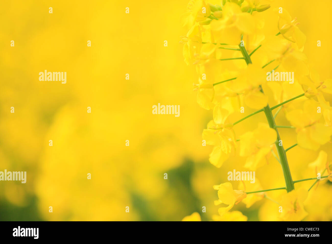 Close Up Of Mustard Flower Stock Photo Alamy
