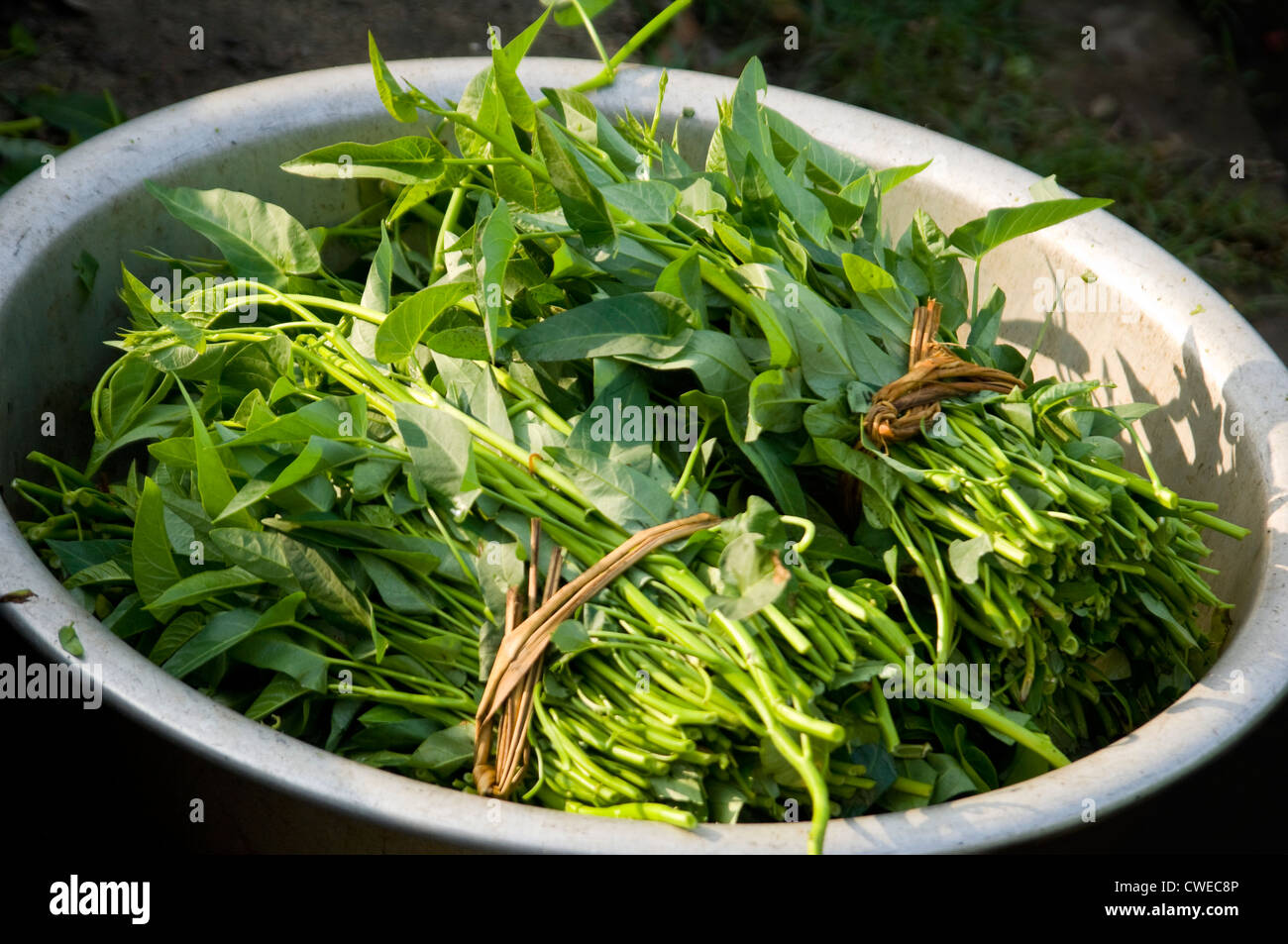 Horizontal close up of some freshly harvested rau muống, or water spinach, a common vegetable in Vietnam. Stock Photo