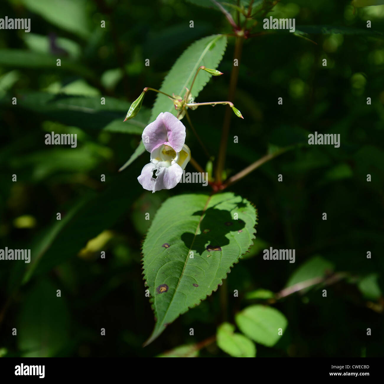 The Himalayan Balsam weed flower and seed heads Stock Photo